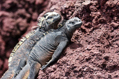 Close-up of lizard on rock