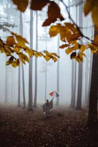 Rear view of woman holding umbrella standing in forest