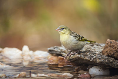 Close-up of bird perching on rock