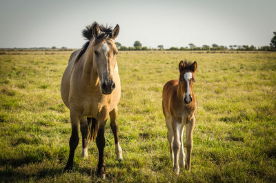 Horses in a field