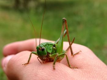 Close-up of insect on hand