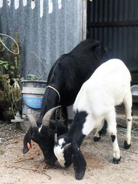 View of dog eating food