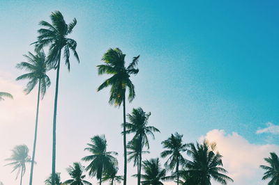 Low angle view of palm trees against clear sky