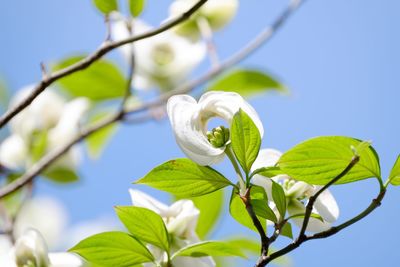 Low angle view of white flowering plant against sky