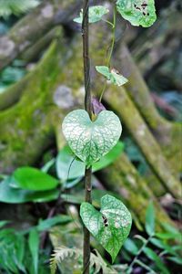 Close-up of plant