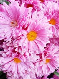 High angle view of pink flowering plant