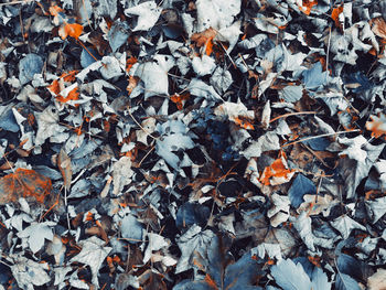 High angle view of maple leaves on road