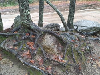 Close-up of roots on tree trunk