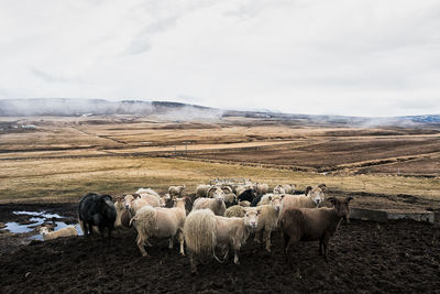 Sheep grazing in field