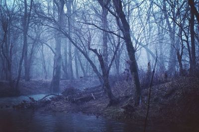 Bare trees in forest