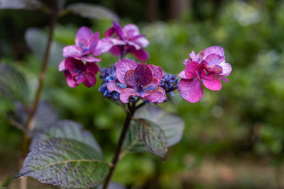 Close-up of pink flowering plant