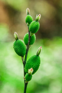 Close-up of flower buds growing outdoors