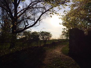 Footpath amidst trees