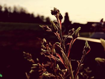 Close-up of plant