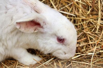 Close-up of a rabbit