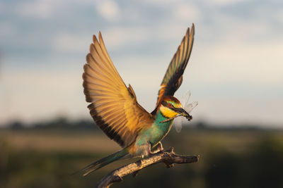 Close-up of bird perching on branch