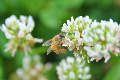 Close-up of bee pollinating on flower