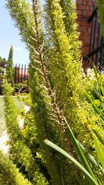 Plants growing in backyard