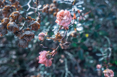 Small pink roses and rose buds blooming on thorn branch. romantic, soft and tender concept.