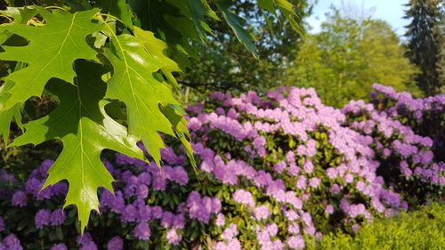 Close-up of purple flowering plant