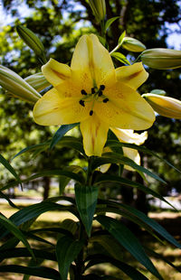 Close-up of yellow flowering plant