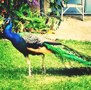 Peacock in grass