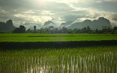 Rice paddy against cloudy sky