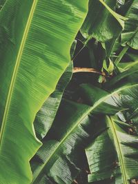 Close-up of green leaf