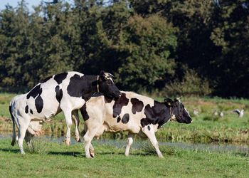 Side view of cows mating