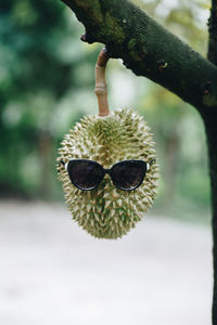 Close-up of plant against blurred background