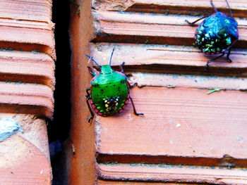 Close-up of insect on brick wall