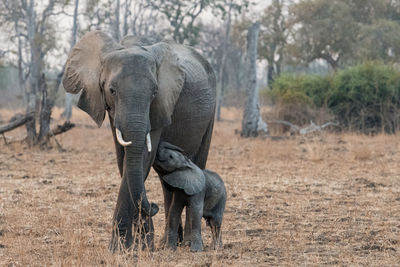 Elephant in a field