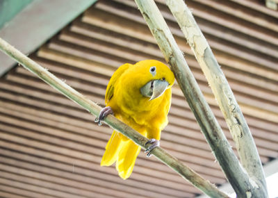 Close-up of parrot perching on metal