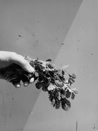 Person holding white flowering plant