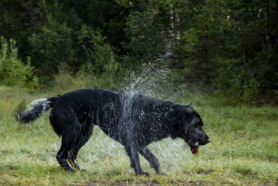 Black dog shaking off water