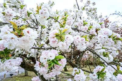 Close-up of cherry blossom tree