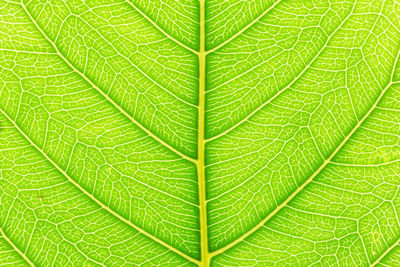 Full frame shot of leaf