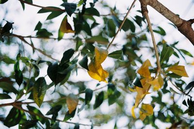 Low angle view of bird on leaves