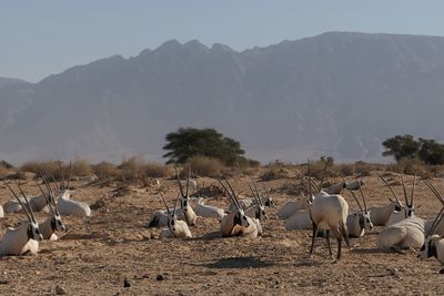 Oryx resting on landscape against clear sky