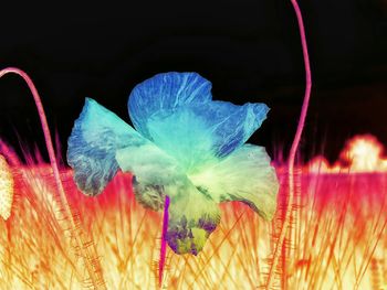 Close-up of multi colored feathers against black background