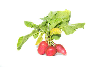 Close-up of cherries over white background