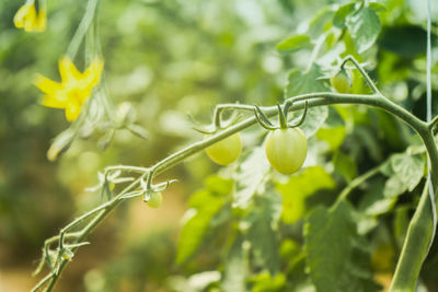 Close-up of fresh green plant