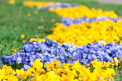 Close-up of yellow flowering plant on field