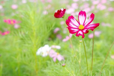 Close-up of pink cosmos flower on field