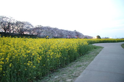 View of empty road in field