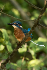 Close-up of bird perching on branch