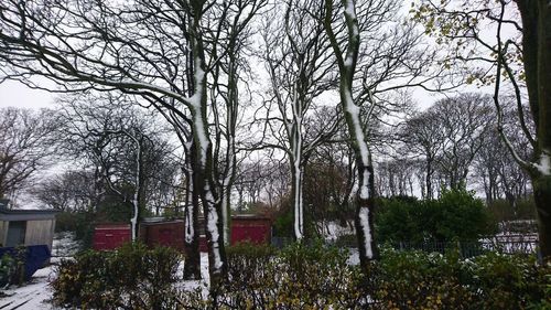 Bare trees in park against sky