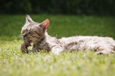 Dog relaxing on grassy field