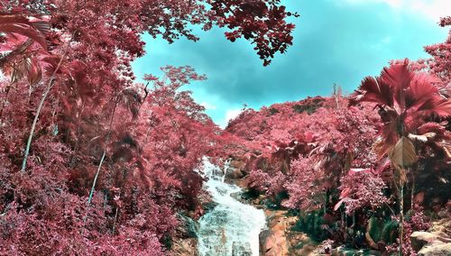 Pink cherry blossoms against sky