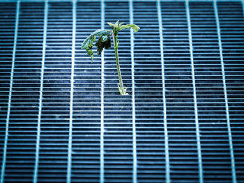 Close-up of plant growing amidst metal grate